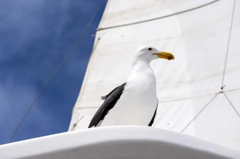 Seagull Stock Photos