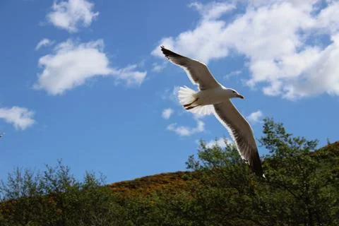 Seagull Foto stock