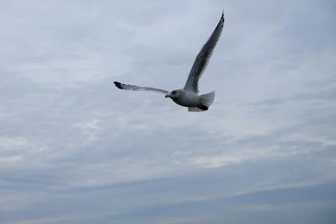 Seagull Stock Photos