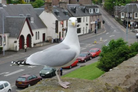 Seagull Stock Photos