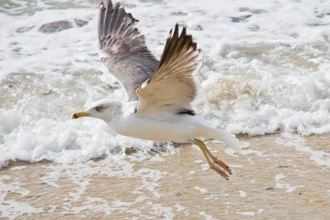 Seagull Stock Photos