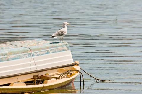 Seagull Stock Photos