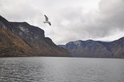 Seagull, Stock Photos