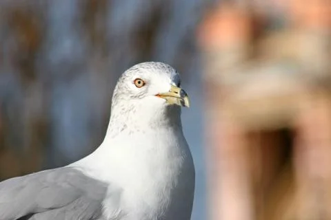 Seagull Stock Photos