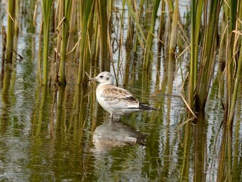 Seagull 스톡 사진