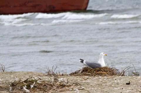 Seagull Stock Photos