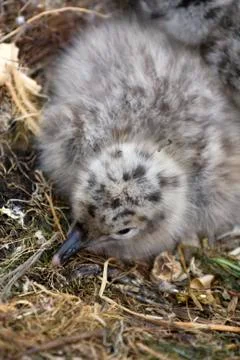 Seagull Stock Photos
