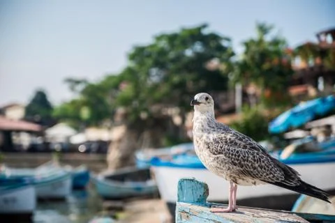 Seagull 스톡 사진