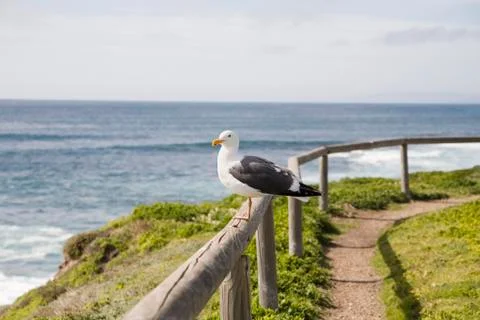 Seagull Stock Photos