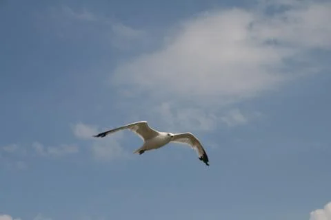 Seagull Photos
