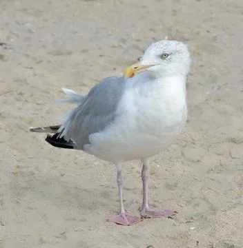 Seagull Stock Photos