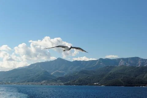 Seagull Stock Photos
