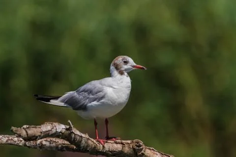 Seagull Stock Photos