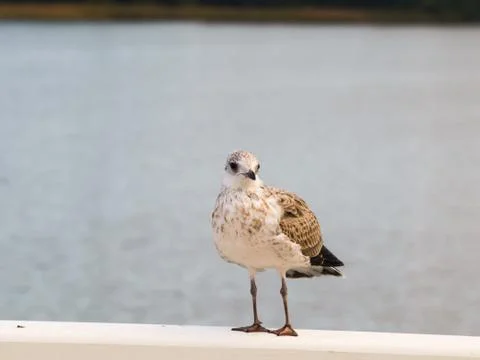 Seagull Stock Photos