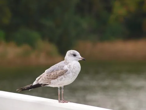 Seagull Stock Photos