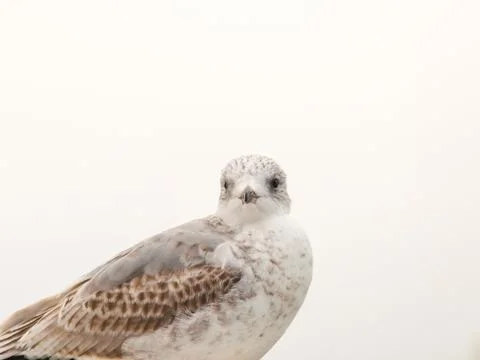 Seagull Foto stock
