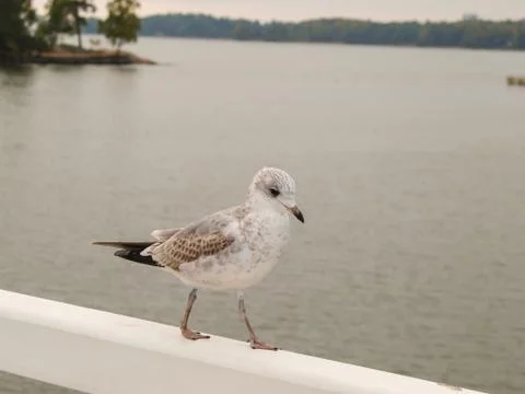 Seagull Stock Photos
