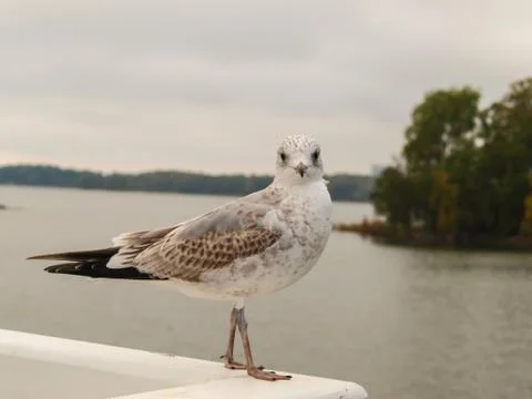 Seagull Stock Photos