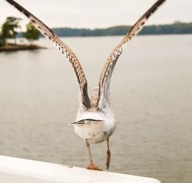 Seagull Stock Photos