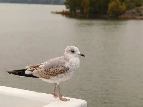 Seagull Stock Photos