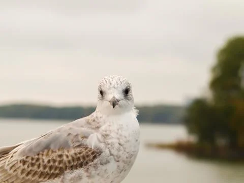 Seagull Stock Photos