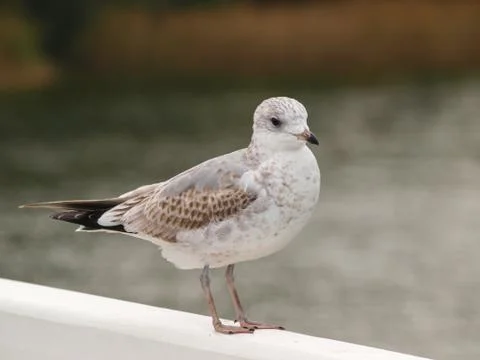 Seagull Stock Photos