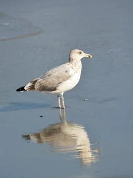 Seagull Stock Photos
