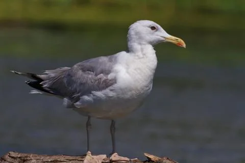 Seagull Stock Photos