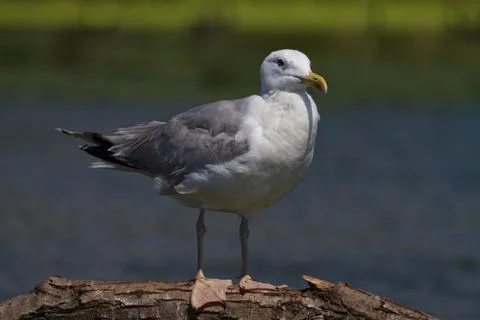 Seagull Stock Photos