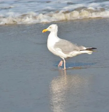 Seagull Stock Photos