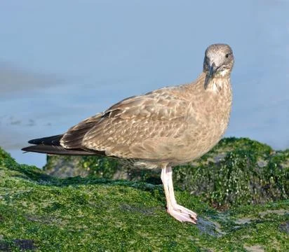 Seagull Stock Photos