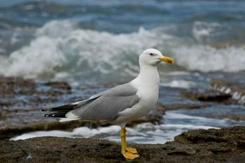 Seagull 库存照片