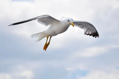 Seagull Stock Photos