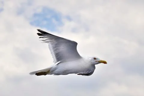 Seagull Stock Photos