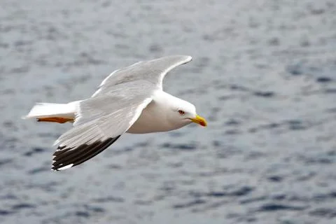 Seagull Stock Photos