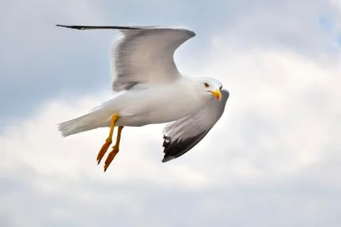 Seagull Stock Photos