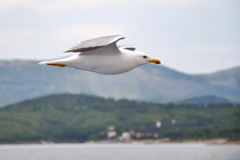 Seagull Stock Photos