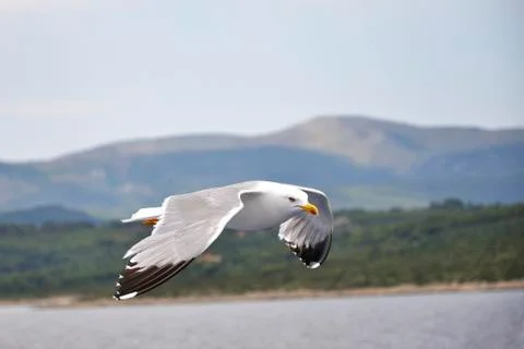 Seagull Stock Photos