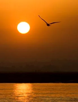 Seagull Stock Photos