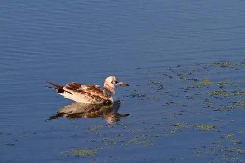 Seagull Stock Photos