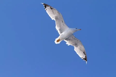 Seagull Stock Photos