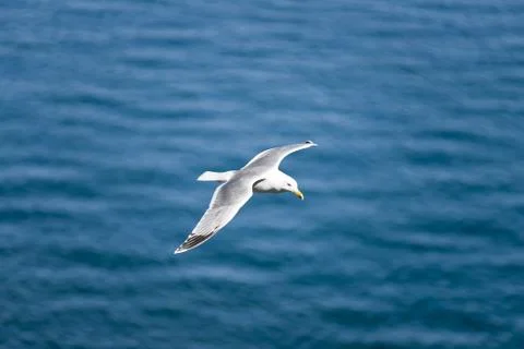 Seagull Stock Photos