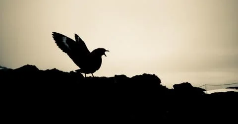 Seagull Stock-Fotos