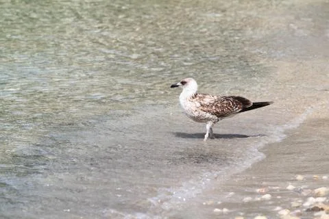 Seagull Stock Photos