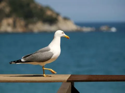 Seagull Stock Photos