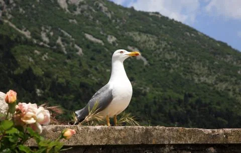 Seagull Stock Photos