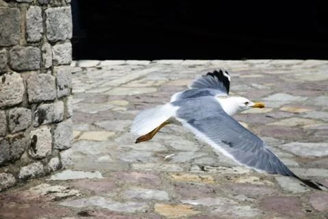 Seagull Stock Photos