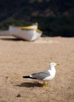 Seagull Stock Photos