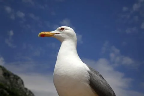 Seagull Stock Photos