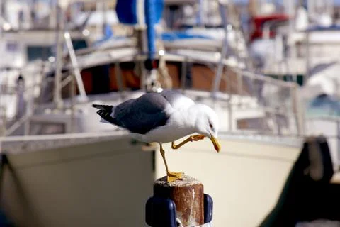Seagull Stock Photos
